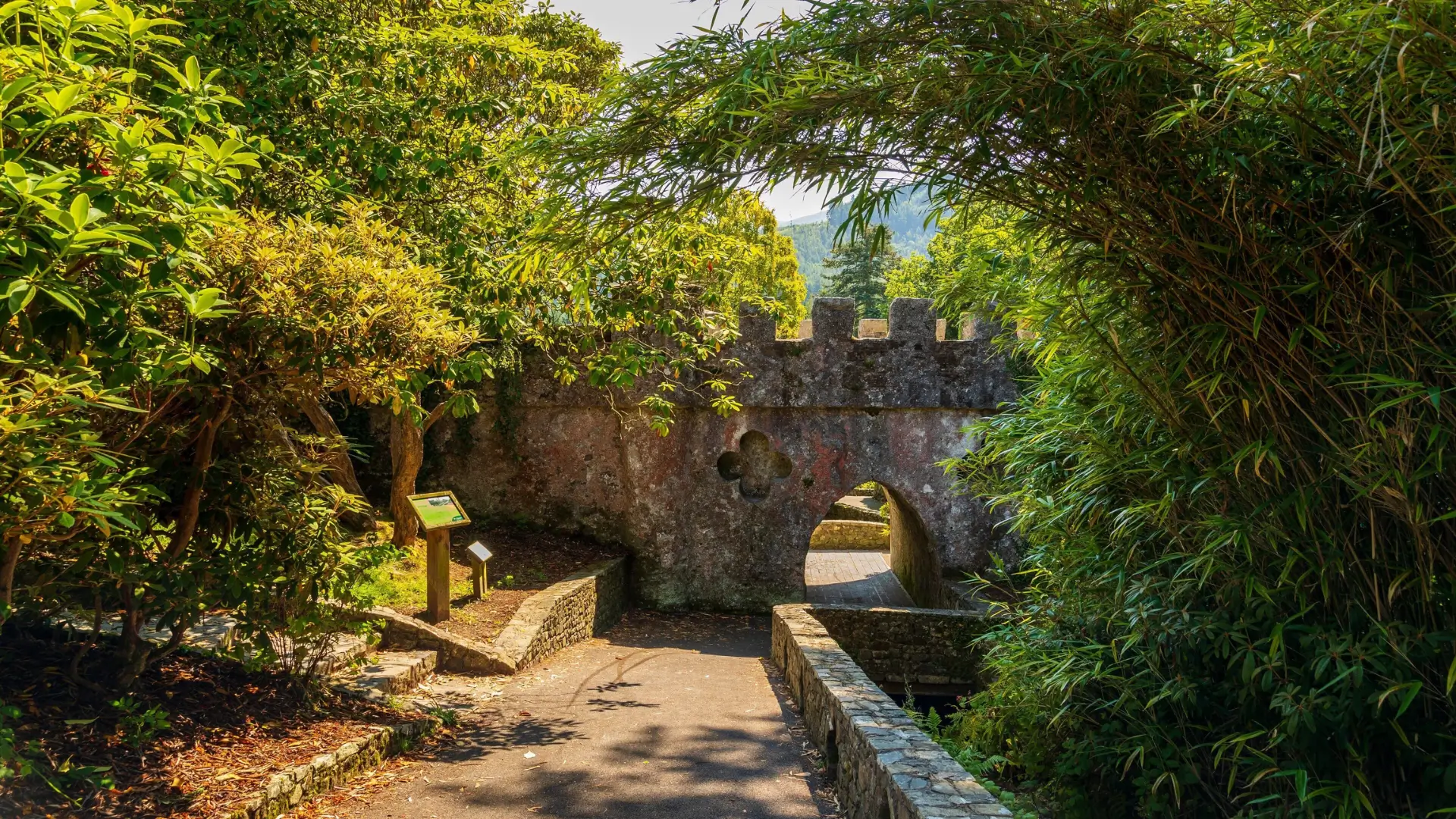 Specific issues support - a beautiful woodland path