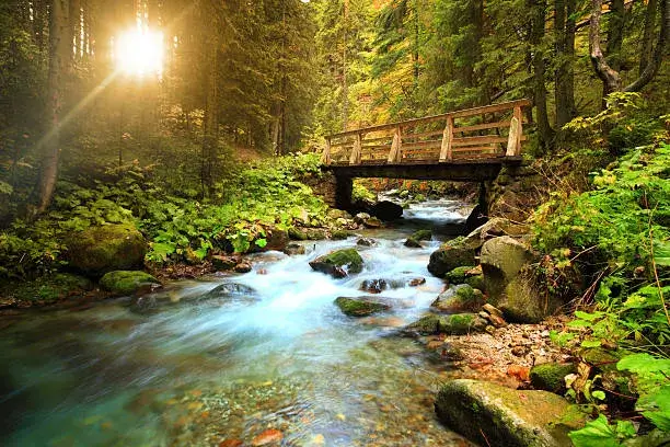 Short term therapy session - stream in the forest